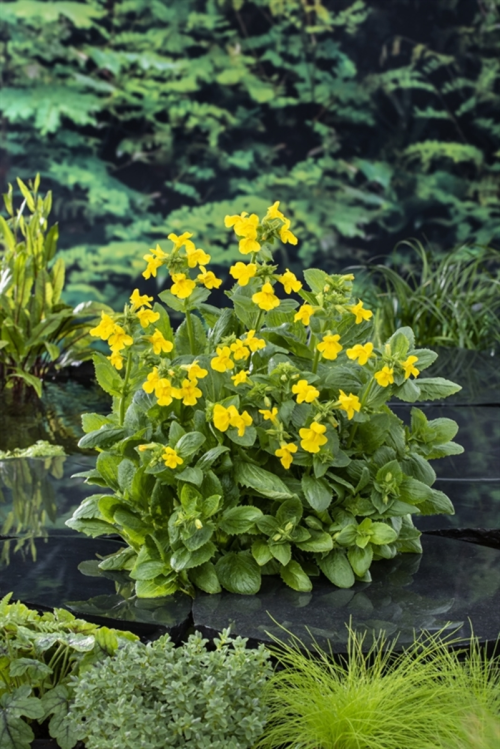 Mimulus luteus