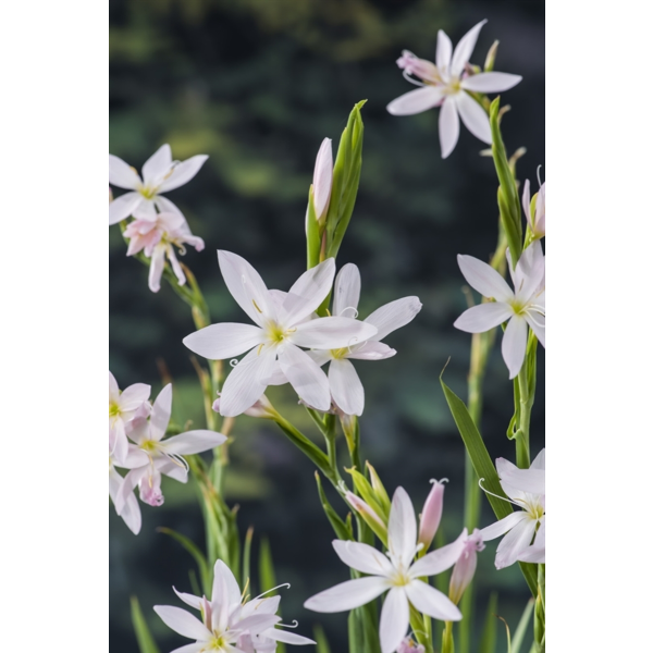 Hvit Kafferlilje (Schizostylis c. 'Alba')