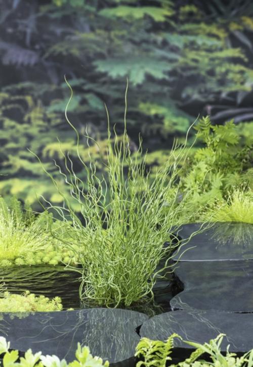 Juncus effusus 'Spiralis'