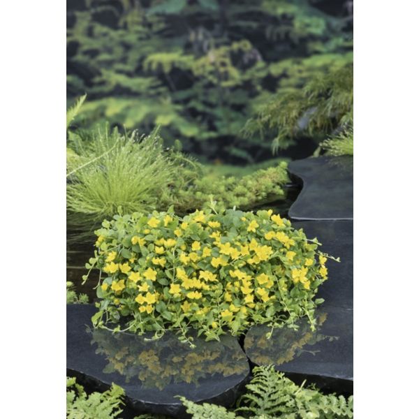 Krypfredløs (Lysimachia nummularia)