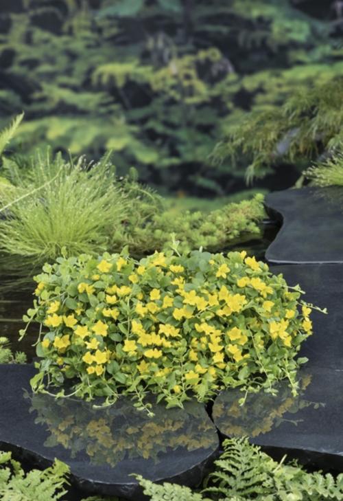 Krypfredløs (Lysimachia nummularia)
