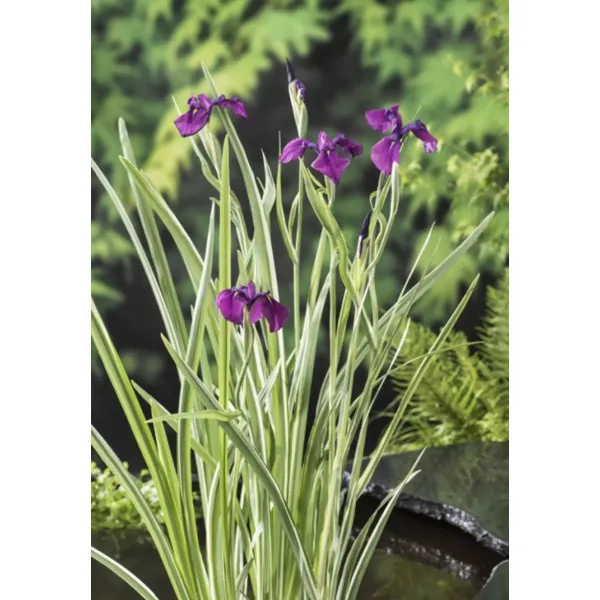 Iris kaempferi 