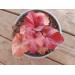 Heuchera "Forever Red" Plugg