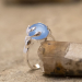 Serenity - Ring