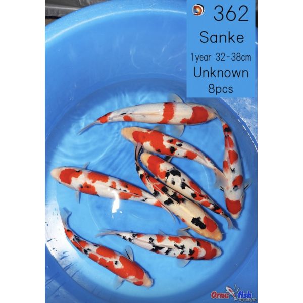 Ooya Jumbo Tosai Sanke 32-38cm /Med Sertifikat
