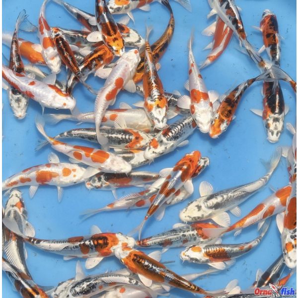 Yamasan Tosai Doitsu Hikari Mix 12-15cm/ 10stk 3500kr