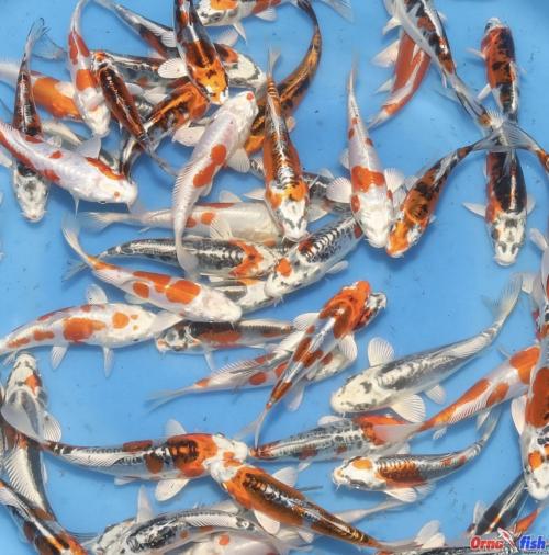 Yamasan Tosai Doitsu Hikari Mix 12-15cm/ 10stk 3500kr