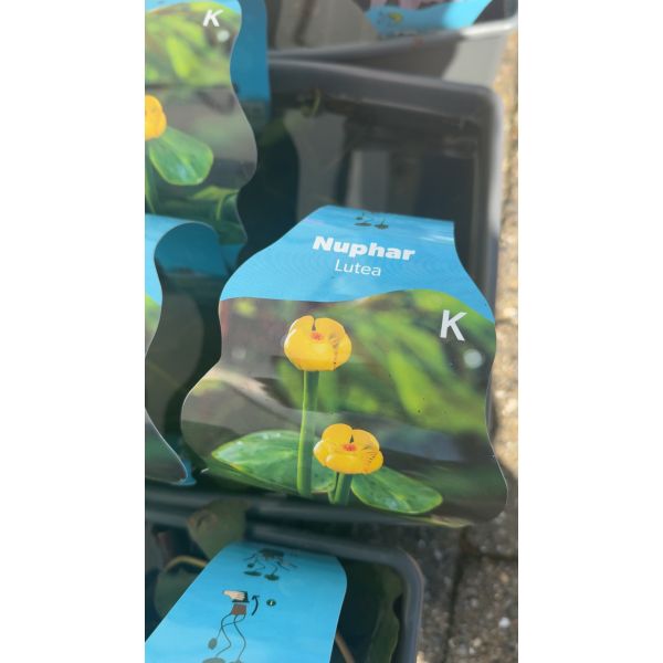 Nuphar Lutea 