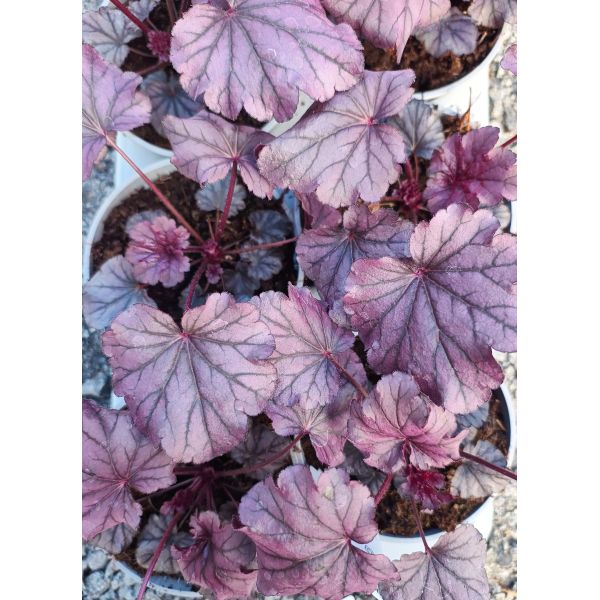 Heuchera "Grape Timeless"