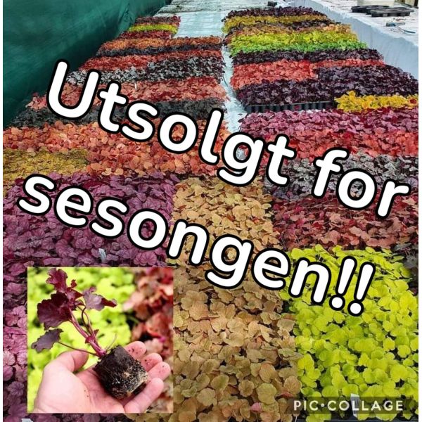 Slutt med plugger for sesongen