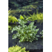 Arum italicum