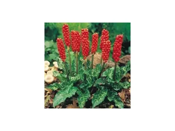 Arum italicum