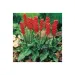 Arum italicum