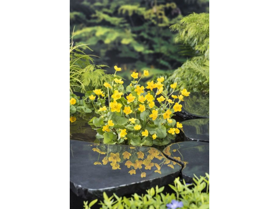 Caltha palustris
