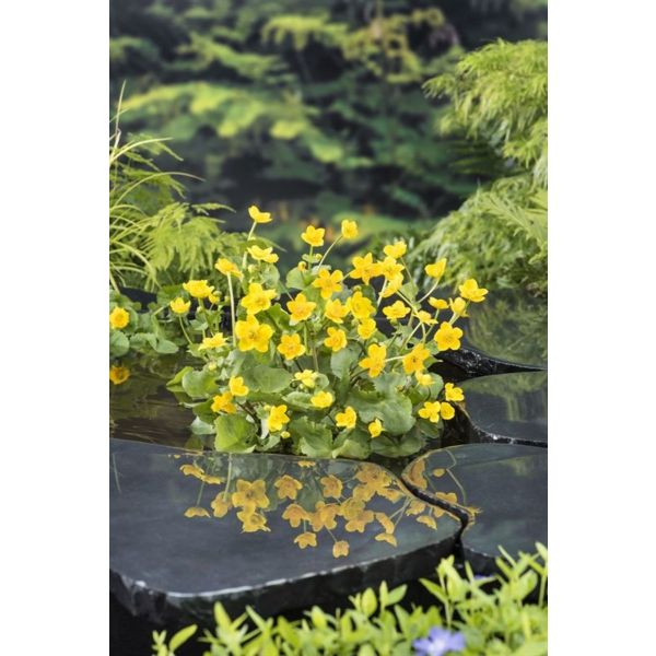 Caltha palustris