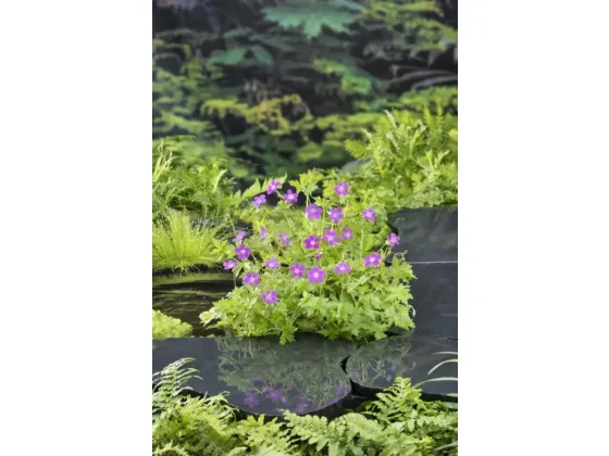 Geranium palustre, Myrstorknebb