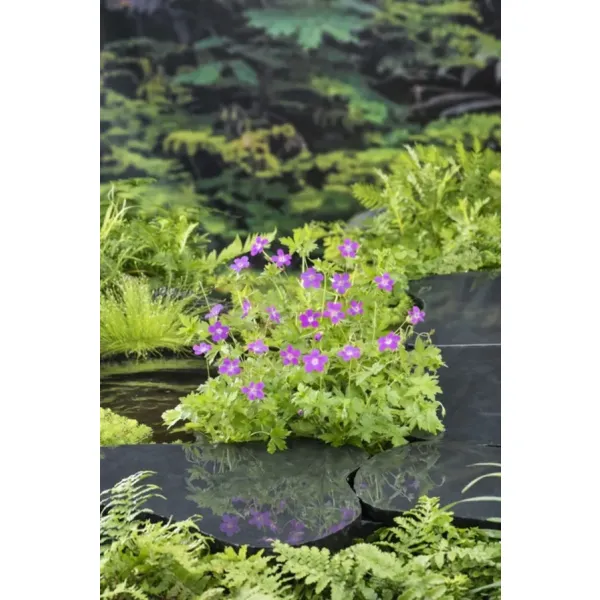 Geranium palustre, Myrstorknebb