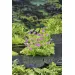 Geranium palustre, Myrstorknebb