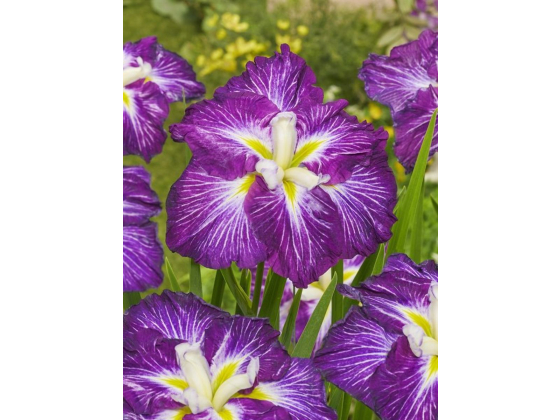 Iris ensata Dinner Plate Jell O 