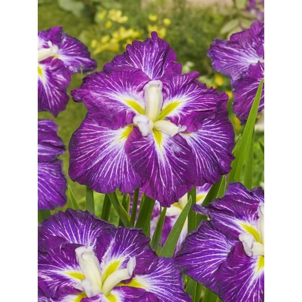 Iris ensata Dinner Plate Jell O 