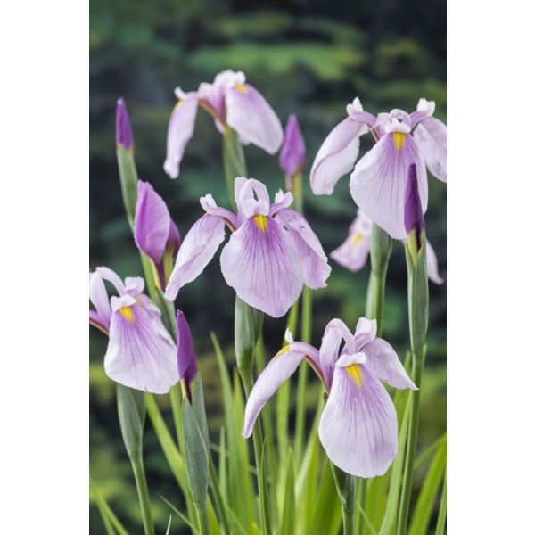 Iris laevigata 'Rose Queen'