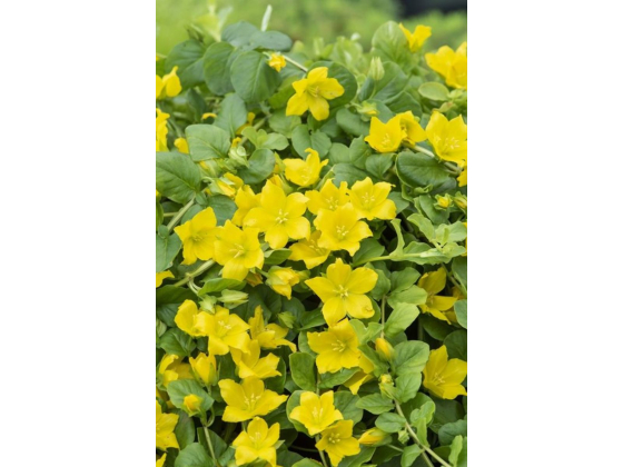 Lysimachia nummularia, Krypfredløs
