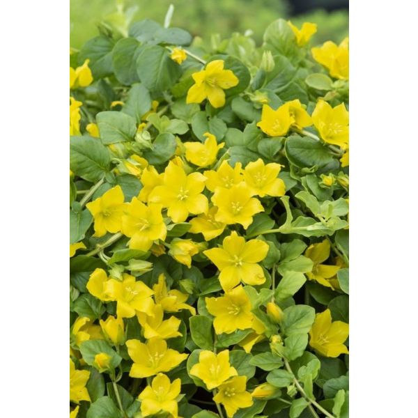 Lysimachia nummularia, Krypfredløs