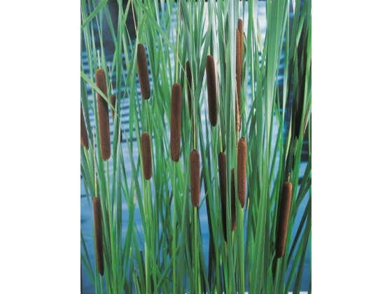 Typha laxmannii, Dunkjevle