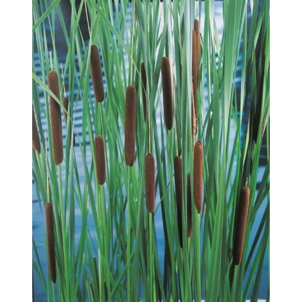 Typha laxmannii, Dunkjevle