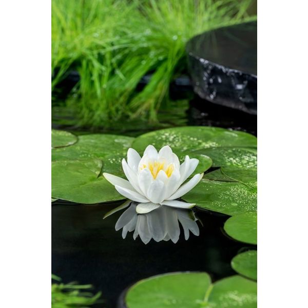 Nymphaea 'Gladstoniana'