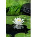 Nymphaea 'Gladstoniana'