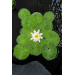 Nymphaea 'Gladstoniana'