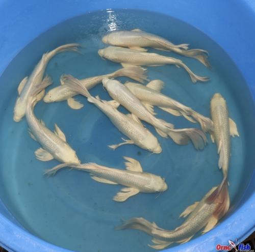 Yamasan Nisai platina Ogon longfin 30-35cm 