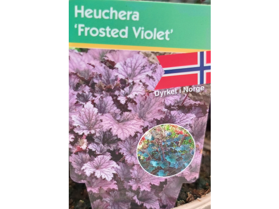 Heuchera "Frosted Violet" 