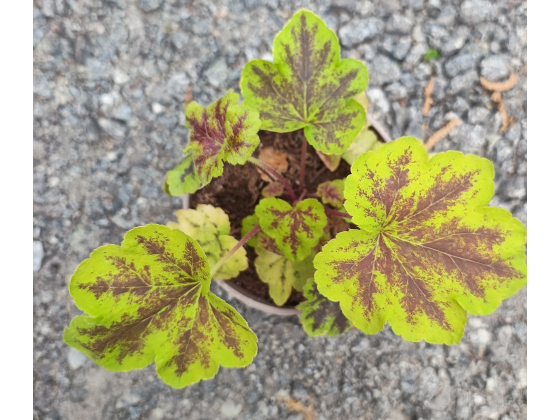 Heucherella "Solar Power" 
