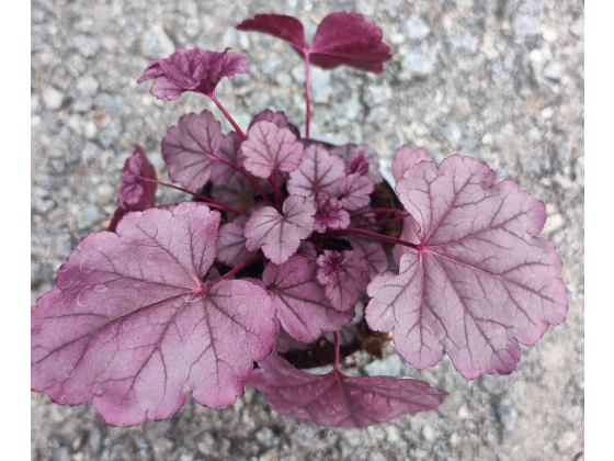 Heuchera "Pink Panter" 