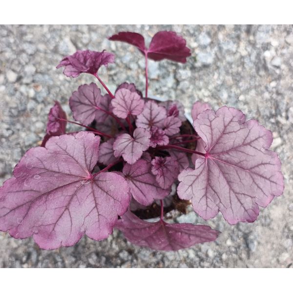 Heuchera "Pink Panter" 