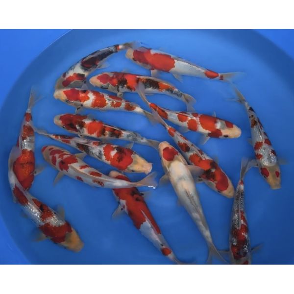 Jumbo Showa Tosai fra Kawakami 25-31cm