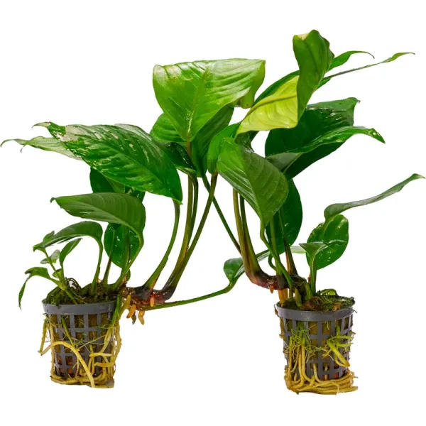 AF ANUBIAS HETEROPHYLLA 5 CM POT BROWN