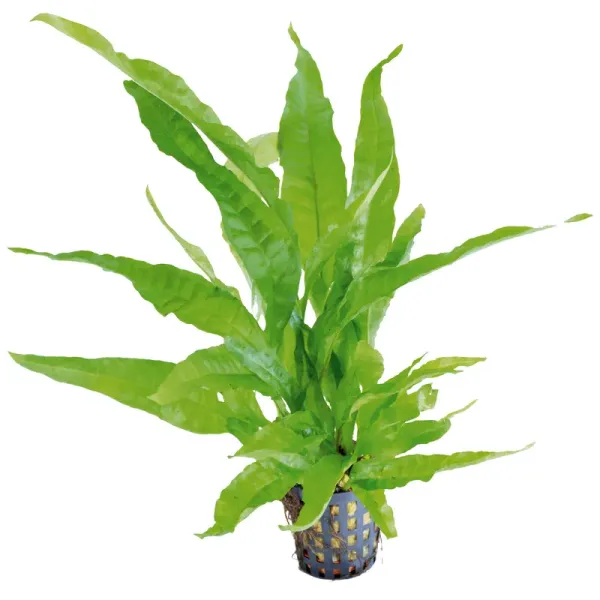 AF MICROSORUM PTEROPUS GREENS 5 CM