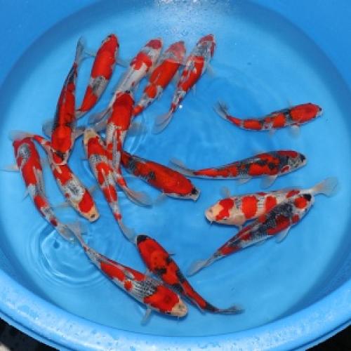 Goshiki Tosai Selected Tateshita 25-35cm
