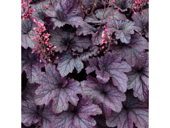 Heuchera "Grape Timeless"