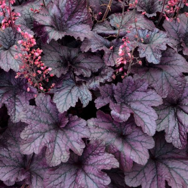 Heuchera "Grape Timeless"