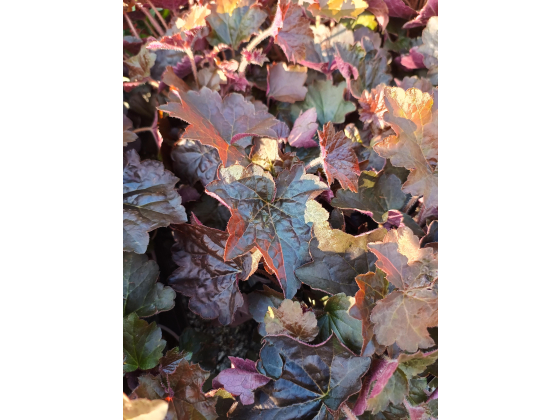 Heuchera "Palace Purple"