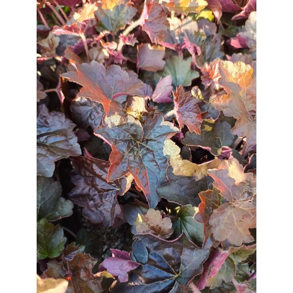 Heuchera "Palace Purple"