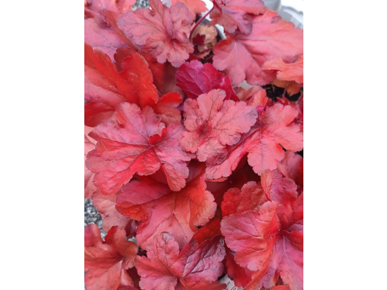 Heuchera "Forever Red" 