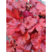 Heuchera "Forever Red" 