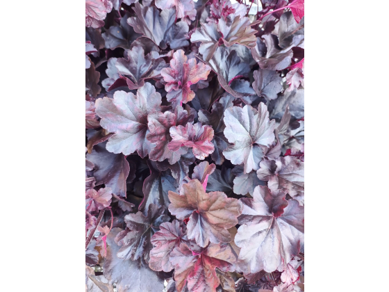 Heuchera "Obsidian"