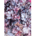 Heuchera "Obsidian"