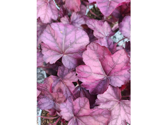 Heuchera "Wild Rose" 